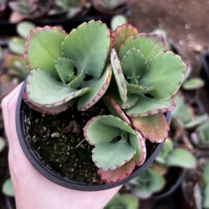 Mother of Thousands Kalanchoe Plant - Live Succulent in 2