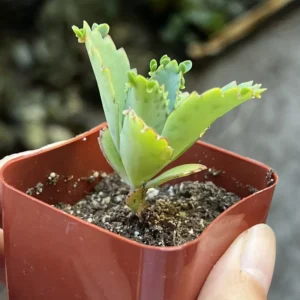 Mother of Thousands Kalanchoe Plant - Live Succulent in 2