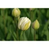 Mount Tacoma Double Late Tulip Bulbs - 5 Pack, 12/+ cm - White Peony-Flowered - Image 1