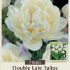 Mount Tacoma Double Late Tulip Bulbs – 7 Bulbs – 12/+ cm Bulbs – White Peony-like Flowers - Image 1
