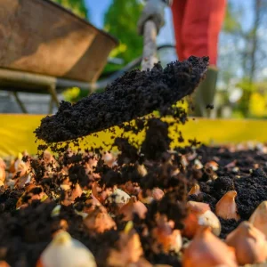 Mount Tacoma Double Late Tulip Bulbs – 7 Bulbs – 12/+ cm Bulbs – White Peony-like Flowers - Image 2