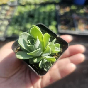 Mountain Rose Succulent Live Plant - Aeonium dodrantale - 2in Pot - Image 3