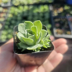 Mountain Rose Succulent Live Plant - Aeonium dodrantale - 2in Pot - Image 1