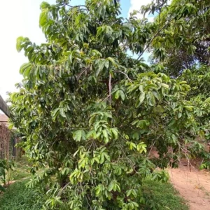 Mountain Soursop Live Plant - 12-20