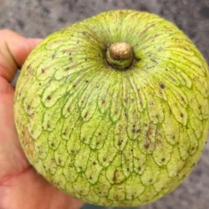 Mountain Soursop Live Plant - 12-20