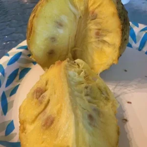 Mountain Soursop Live Plant - 12-20