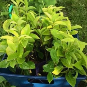 Mountain Soursop Live Plant - 12-20