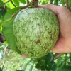 Mountain Soursop Live Plant - 12-20" Annona muricata Tropical Fruit Tree - Image 1