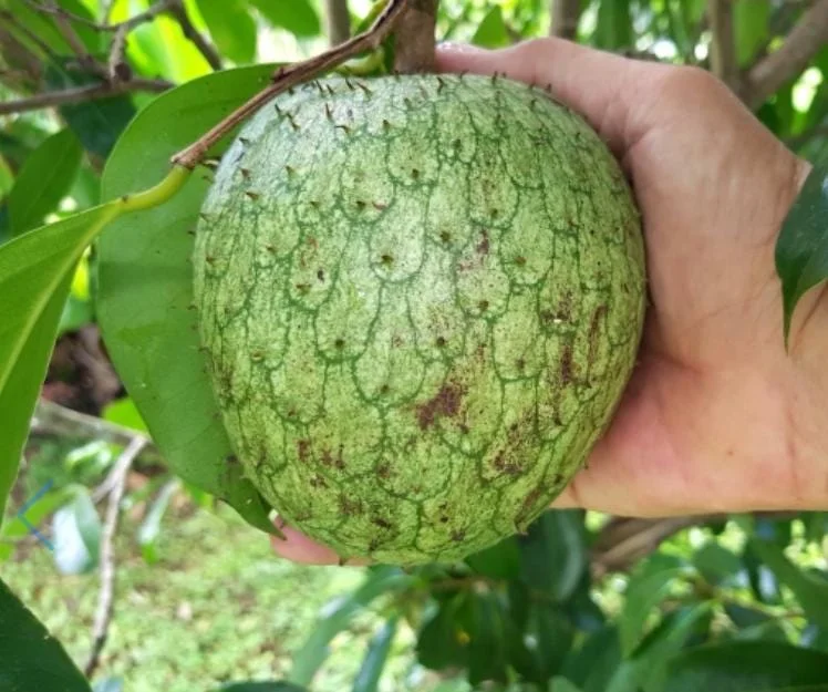 Mountain Soursop Live Plant - Annona muricata - Tropical Fruit Tree - 6-10 Inches Tall - Image 2