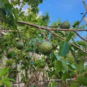 Mountain Soursop Live Plant - Annona muricata - Tropical Fruit Tree - 6-10 Inches Tall - Image 3