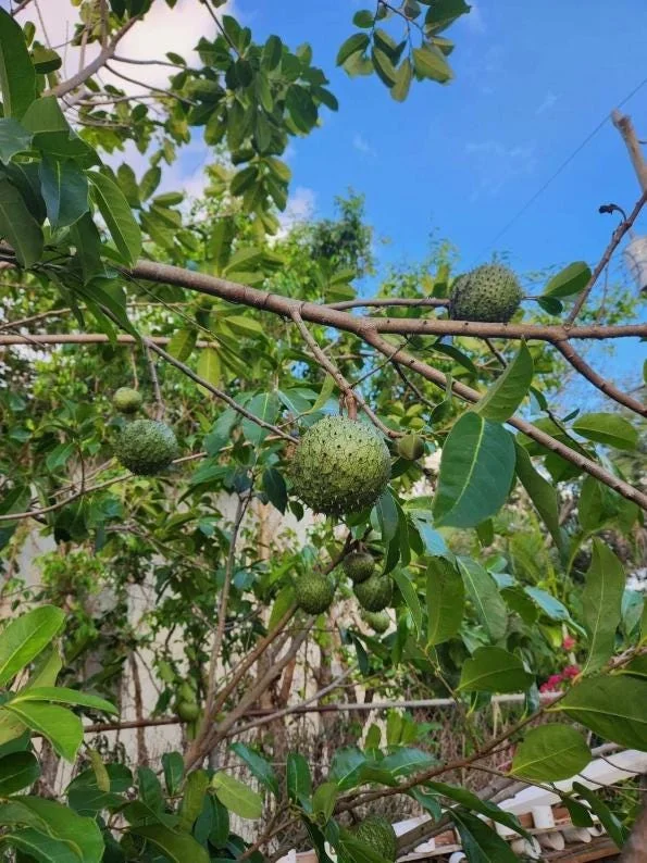Mountain Soursop Live Plant - Annona muricata - Tropical Fruit Tree - 6-10 Inches Tall - Image 3