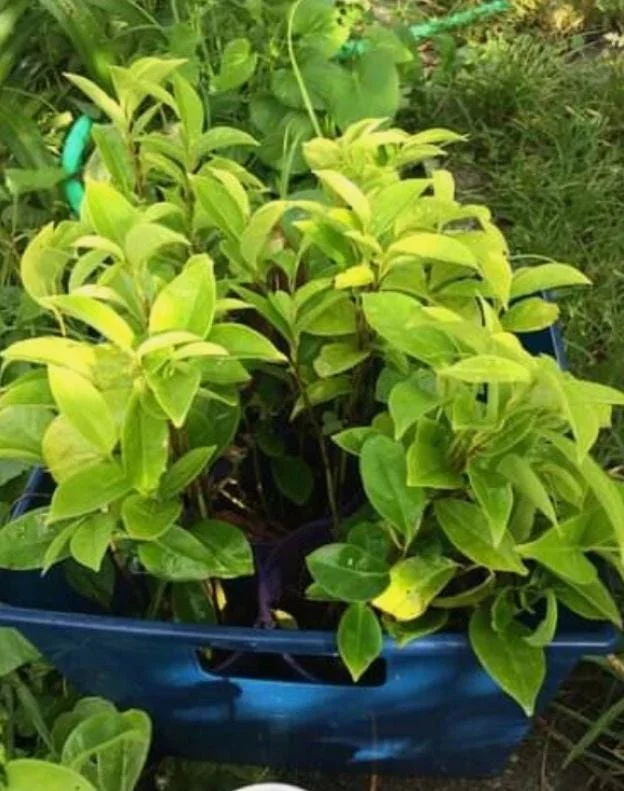 Mountain Soursop Live Plant - Annona muricata - Tropical Fruit Tree - 6-10 Inches Tall - Image 7