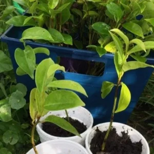 Mountain Soursop Live Plant - Annona muricata - Tropical Fruit Tree - 6-10 Inches Tall - Image 8