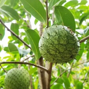 Mountain Soursop Live Plant - Annona muricata - Tropical Fruit Tree - 6-10 Inches Tall - Image 1