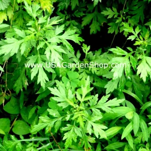 Mugwort Live Plant - Artemisia Argyi Silvery Wormwood - Medium 1ft - Image 7