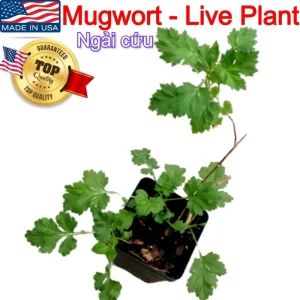 Mugwort Live Plant - Artemisia Ngai Cuu Yomogi Argyi - Silvery Wormwood - Indoor/Outdoor - 1ft Tall - Image 3