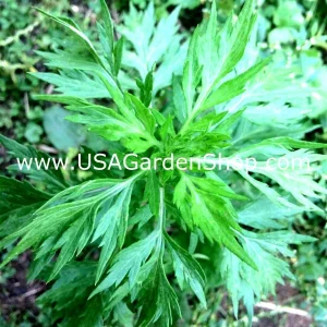 Mugwort Live Plant - Artemisia Ngai Cuu Yomogi Argyi - Silvery Wormwood - Indoor/Outdoor - 1ft Tall - Image 6