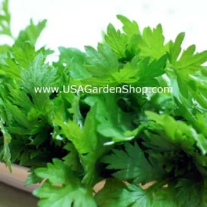 Mugwort Live Plant - Artemisia Ngai Cuu Yomogi Argyi - Silvery Wormwood - Indoor/Outdoor - 1ft Tall - Image 8