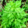 Mugwort Live Plant - Artemisia Ngai Cuu Yomogi Argyi - Silvery Wormwood - Indoor/Outdoor - 1ft Tall - Image 1