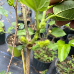 Mulberry Tree Live Plant – Ever-Bearing – 3 Gallon Pot – 3 Feet Tall – Outdoor - Image 4