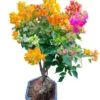 Multi-Color Bougainvillea Live Plant - 3 Colors in 1 Pot, 2-3 Ft Tall, 3 Gallon - Image 1