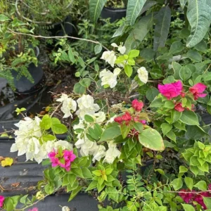 Multi-Color Bougainvillea Live Plant - 3 Colors in 1 Pot, 2-3 Ft Tall, 3 Gallon - Image 2