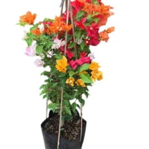 Multi-Color Bougainvillea Live Plant - 3 Colors in 1 Pot, 2-3 Ft Tall, 3 Gallon - Image 4