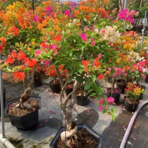 Multi-Color Bougainvillea Live Plant - 3 Colors in 1 Pot, 2-3 Ft Tall, 3 Gallon - Image 5