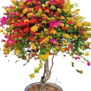 Multi-Color Bougainvillea Live Plant - 3 Colors in 1 Pot, 2-3 Ft Tall, 3 Gallon - Image 6