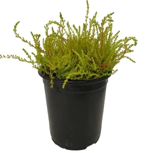 Multi-Color Scotch Heather Live Plant - Hardy Calluna Vulgaris, 4 inch Pot - Image 2
