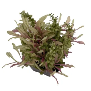 Multicolor Ajuga reptans Live Plant – Carpet Bugle in 2.5