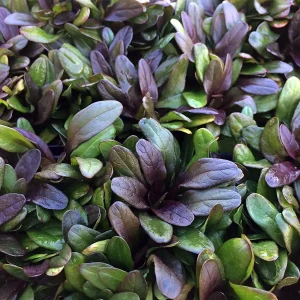 Multicolor Ajuga reptans Live Plant – Carpet Bugle in 2.5