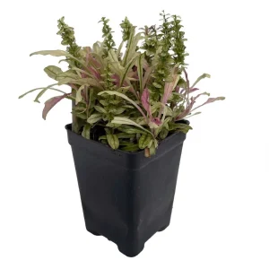 Multicolor Ajuga reptans Live Plant – Carpet Bugle in 2.5