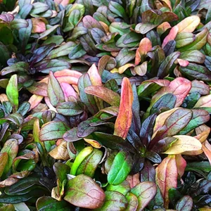 Multicolor Ajuga reptans Live Plant – Carpet Bugle in 2.5