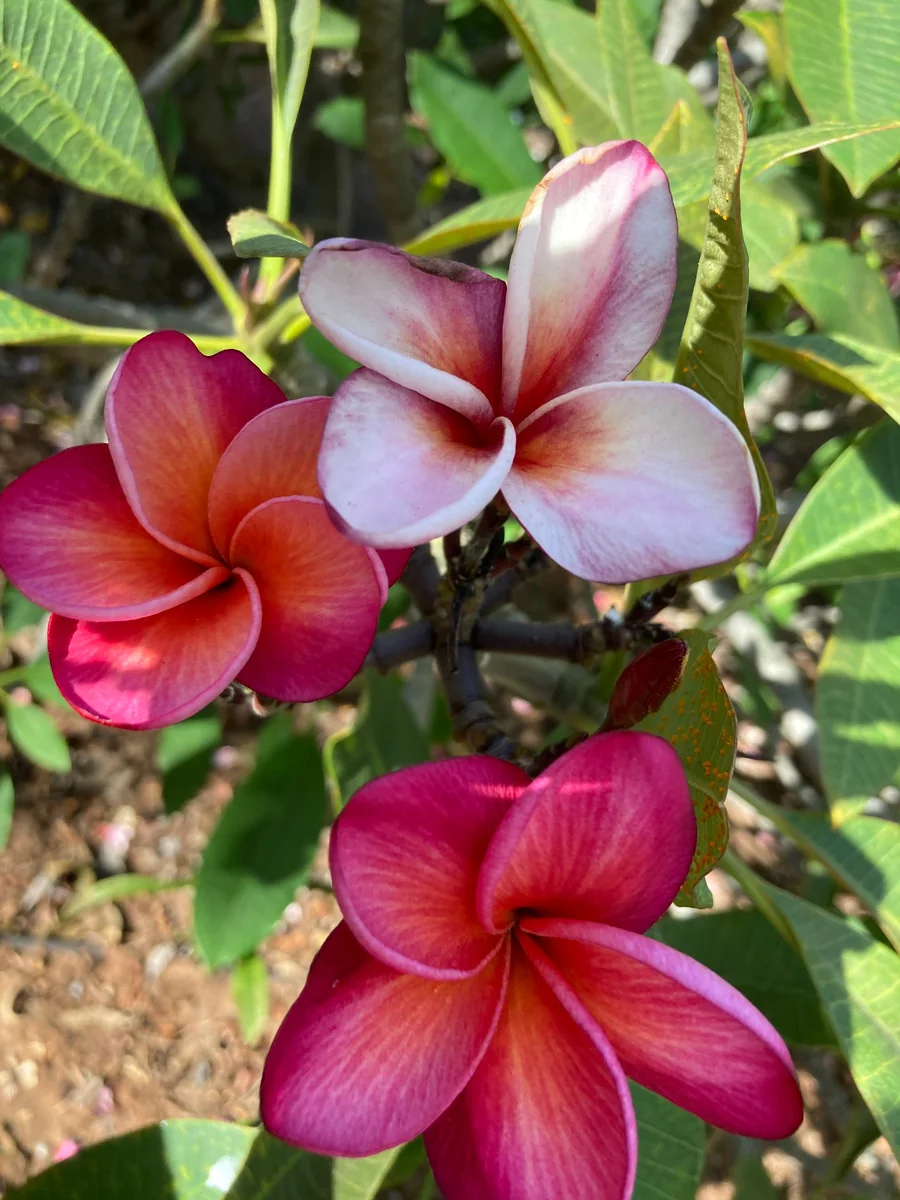 Multicolored Plumeria Cuttings 10-12 inch - Unrooted Frangipani for Fragrant Flowers - Image 1