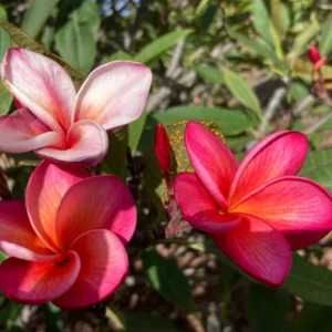 Multicolored Plumeria Cuttings 10-12 inch - Unrooted Frangipani for Fragrant Flowers - Image 2