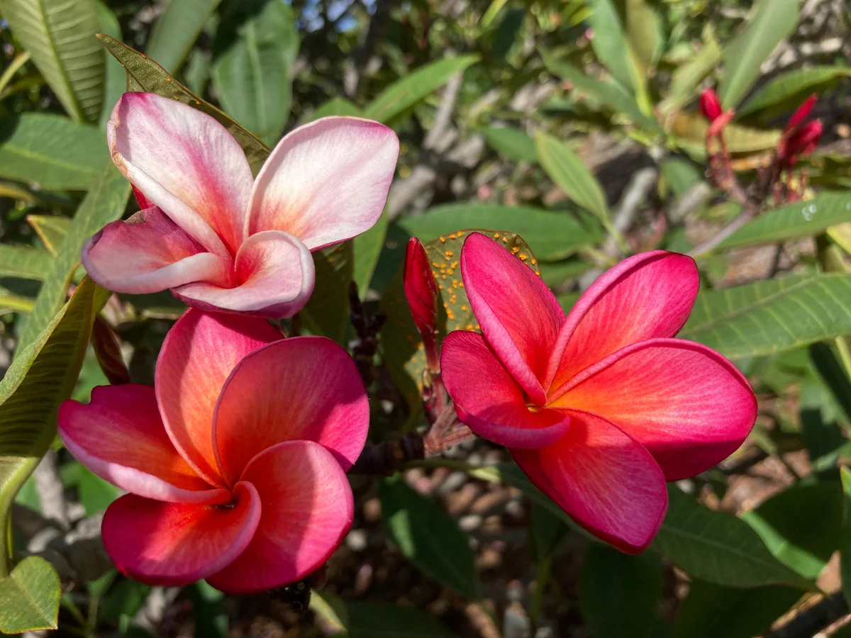 Multicolored Plumeria Cuttings 10-12 inch - Unrooted Frangipani for Fragrant Flowers - Image 2
