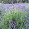 Munstead English Lavender Live Plant - Perennial Herb for Garden, Culinary - Image 1
