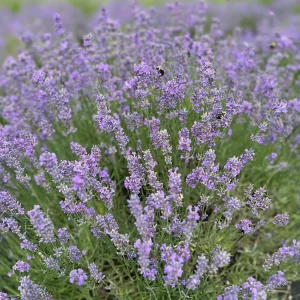 Munstead English Lavender Live Plant - Perennial Herb for Garden, Culinary - Image 2