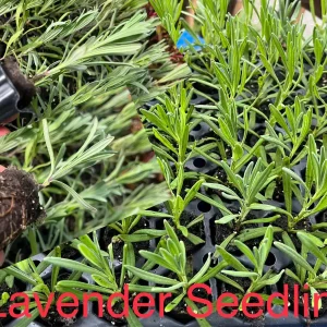 Munstead English Lavender Live Plant - Perennial Herb for Garden, Culinary - Image 3