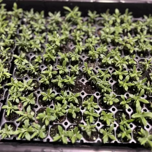 Munstead English Lavender Live Plant - Perennial Herb for Garden, Culinary - Image 4