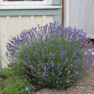 Munstead Lavender Live Plant Plug - 3-6