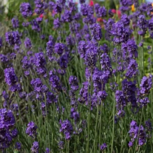 Munstead Lavender Live Plant Plug - 3-6