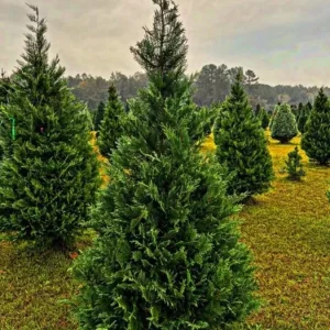 Murray Cypress Tree – Fast-Growing Evergreen Live Plant – 6-12