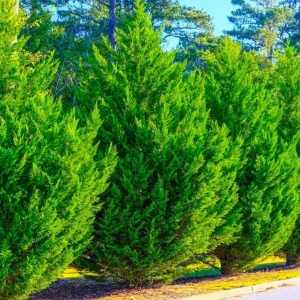 Murray Cypress Tree – Fast-Growing Evergreen Live Plant – 6-12