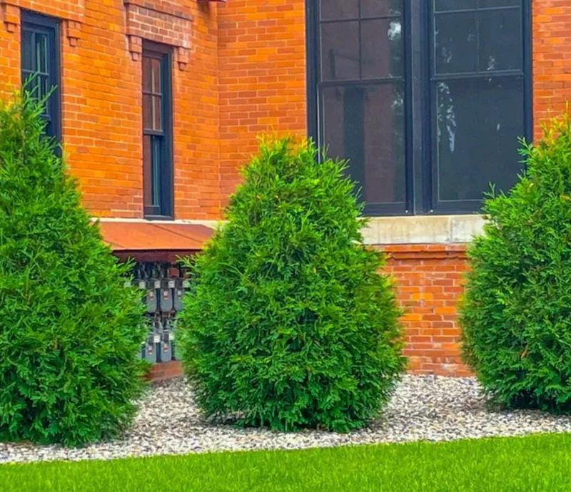 Murray Cypress Tree – Fast-Growing Evergreen Live Plant – 6-12" Tall in 2.5" Pot – Outdoor Privacy Screen - Image 4