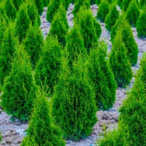 Murray Cypress Tree – Fast-Growing Evergreen Live Plant – 6-12