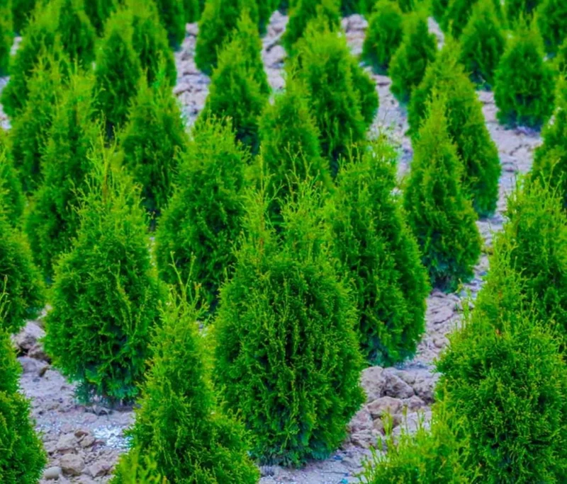 Murray Cypress Tree – Fast-Growing Evergreen Live Plant – 6-12" Tall in 2.5" Pot – Outdoor Privacy Screen - Image 5