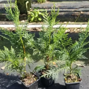 Murray Cypress Tree – Fast-Growing Evergreen Live Plant – 6-12