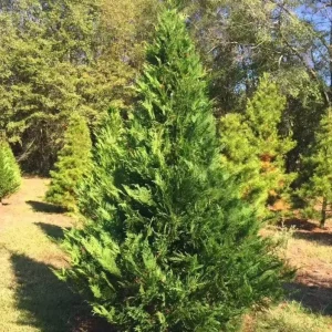 Murray Cypress Tree – Fast-Growing Evergreen Live Plant – 6-12